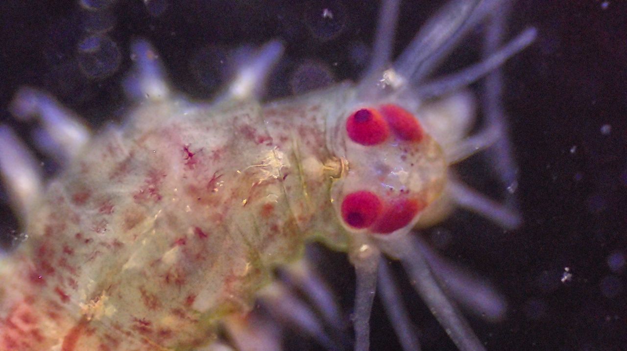 Dai fondali al cielo stellato: la metamorfosi del verme a pagaia